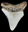Juvenile Megalodon Tooth - North Carolina #56641-1